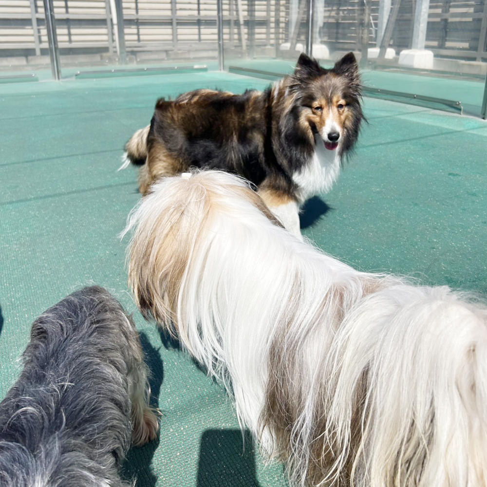 生徒が撮影したモデル犬写真♪